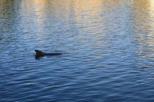 dolphin 2